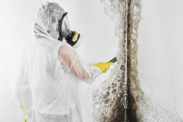 Best Industrial Mold Remediation in Copperton, UT