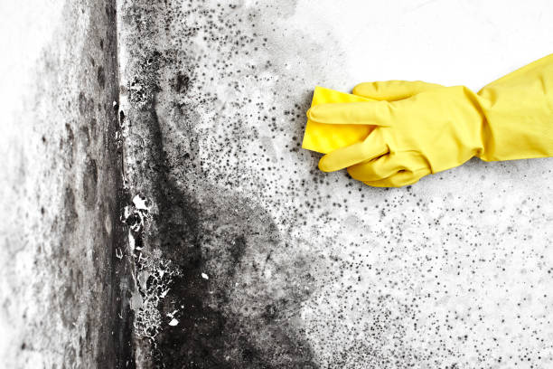 Best Commercial Mold Remediation in Copperton, UT