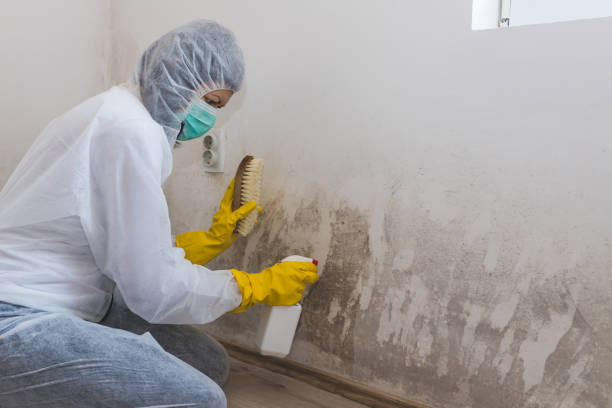 Best Health and Safety Mold Remediation in Copperton, UT