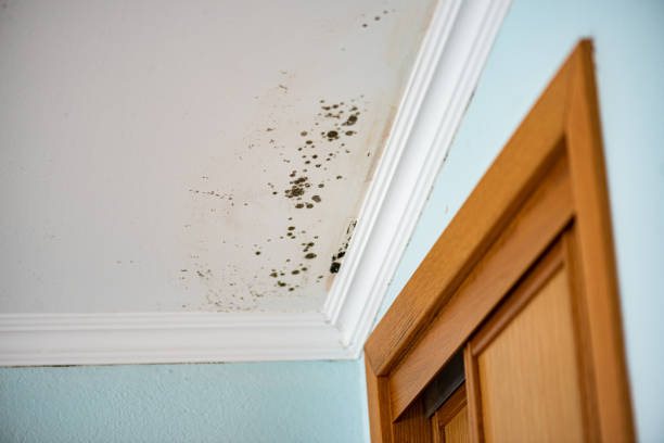 Best Bathroom Mold Remediation in Copperton, UT