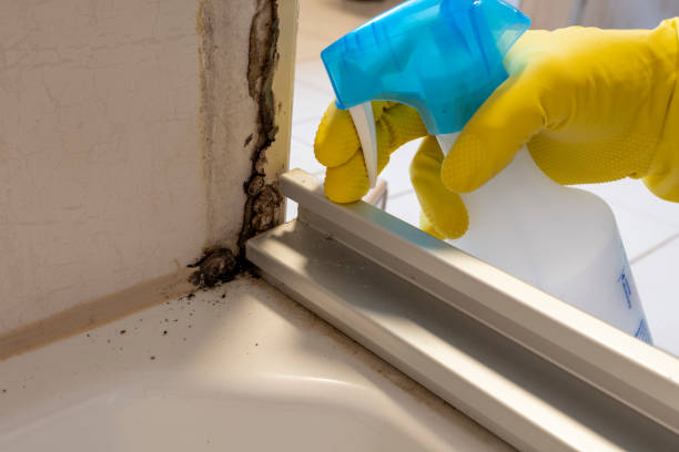 Best DIY Mold Remediation Support Services in Copperton, UT