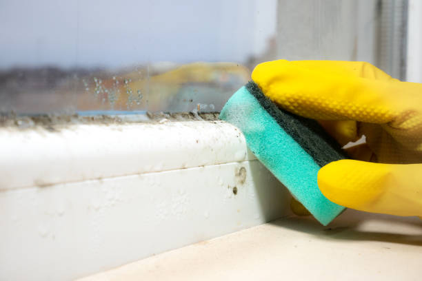 Best Localized Mold Remediation (e.g., coastal areas, humid climates) in Copperton, UT