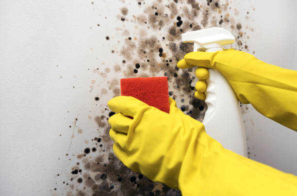 Professional Mold Remediation in Copperton, UT