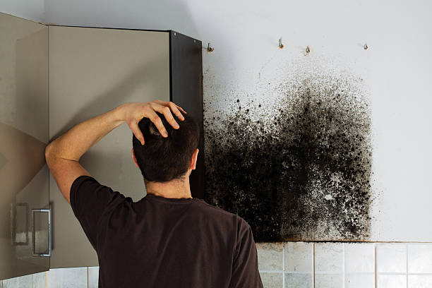 Best Black Mold Remediation in Copperton, UT