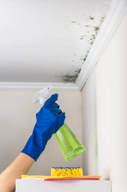 Best Preventive Mold Services in Copperton, UT